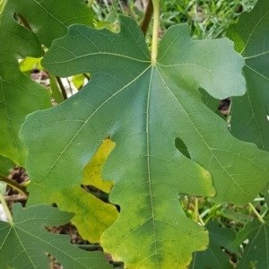 Ficus carica at Mount Majura - 15 Apr 2024