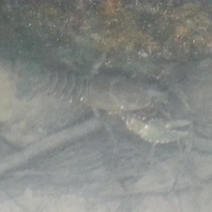 Euastacus armatus at Stony Creek - suppressed