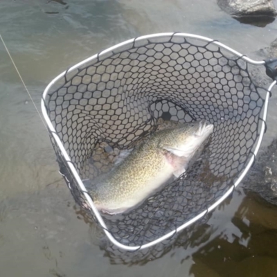 Maccullochella peelii (Murray Cod) at Stony Creek - 25 Mar 2018 by danswell