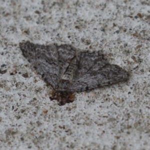 Ectropis (genus) at Macarthur, ACT - 17 Apr 2024