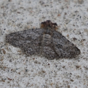 Ectropis (genus) at Macarthur, ACT - 17 Apr 2024