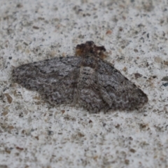 Ectropis (genus) at Macarthur, ACT - 17 Apr 2024