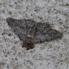 Ectropis (genus) at Macarthur, ACT - 17 Apr 2024