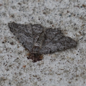 Ectropis (genus) at Macarthur, ACT - 17 Apr 2024