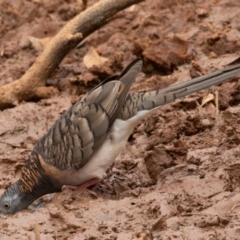 Geopelia humeralis (Bar-shouldered Dove) at Round Hill Nature Reserve - 31 Mar 2024 by rawshorty