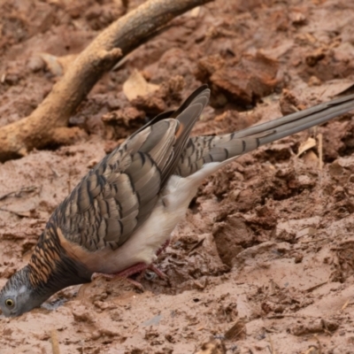 Geopelia humeralis (Bar-shouldered Dove) at Round Hill Nature Reserve - 31 Mar 2024 by rawshorty