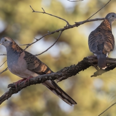 Geopelia humeralis (Bar-shouldered Dove) at Round Hill Nature Reserve - 1 Apr 2024 by rawshorty