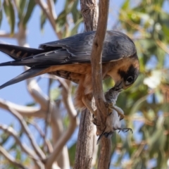 Falco longipennis (Australian Hobby) at Euabalong, NSW - 1 Apr 2024 by rawshorty