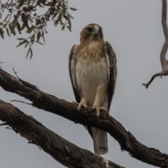 Hieraaetus morphnoides (Little Eagle) at Round Hill Nature Reserve - 31 Mar 2024 by rawshorty