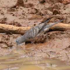 Geopelia placida (Peaceful Dove) at Round Hill Nature Reserve - 31 Mar 2024 by rawshorty