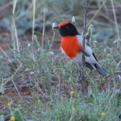 Petroica goodenovii (Red-capped Robin) at Round Hill Nature Reserve - 31 Mar 2024 by rawshorty