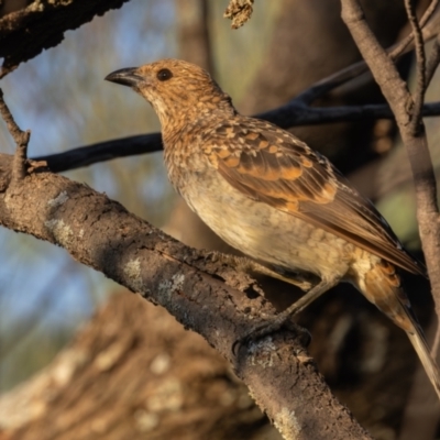 Chlamydera maculata (Spotted Bowerbird) at Round Hill Nature Reserve - 31 Mar 2024 by rawshorty