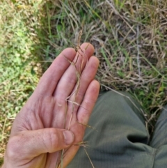 Hyparrhenia hirta (Coolatai Grass) at Uriarra Village, ACT - 17 Apr 2024 by Jackserbatoioactgov
