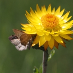 Acodia undescribed species (A Geometer moth) at Namadgi National Park - 26 Feb 2024 by RAllen