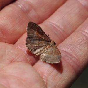 Acodia undescribed species at Namadgi National Park - 26 Feb 2024