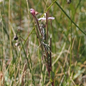 Epilobium gunnianum at Namadgi National Park - 26 Feb 2024 12:44 PM