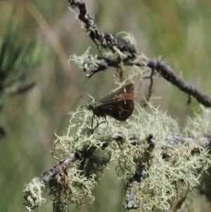 Atkinsia dominula at Namadgi National Park - suppressed