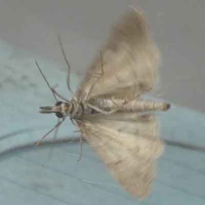Scoparia oxygona (A Pyralid moth) at QPRC LGA - 15 Apr 2024 by Paul4K