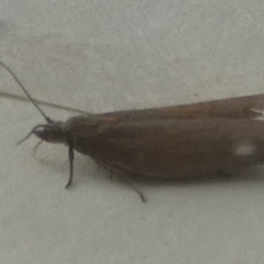 Tortricinae (subfamily) (A tortrix moth) at QPRC LGA - 16 Apr 2024 by Paul4K