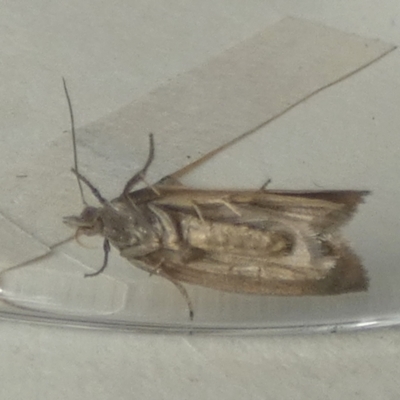 Unverified Pyralid or Snout Moth (Pyralidae & Crambidae) at  - suppressed by Paul4K