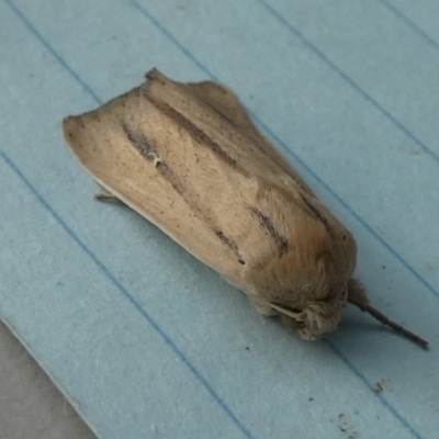 Leucania diatrecta (A Noctuid moth) at QPRC LGA - 15 Apr 2024 by Paul4K