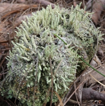 Unidentified Lichen, Moss or other Bryophyte at Boro - 15 Apr 2024 by Paul4K