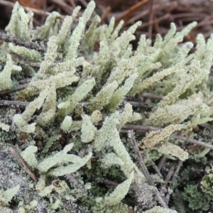 Cladonia rigida at suppressed - suppressed