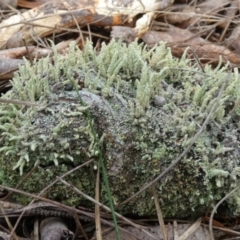 Cladonia rigida at suppressed - suppressed