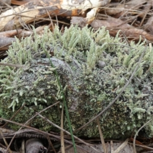 Cladonia rigida at suppressed - suppressed