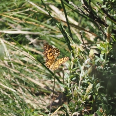 Oreixenica lathoniella (Silver Xenica) at Cotter River, ACT - 26 Feb 2024 by RAllen