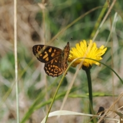 Oreixenica correae (Orange Alpine Xenica) at Namadgi National Park - 26 Feb 2024 by RAllen