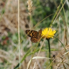 Oreixenica correae at Namadgi National Park - 26 Feb 2024