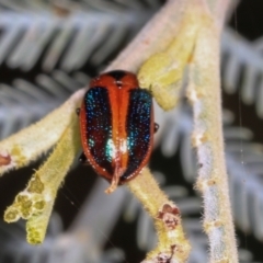 Calomela curtisi (Acacia leaf beetle) at Lyneham, ACT - 16 Apr 2024 by AlisonMilton