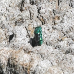 Chrysididae (family) (Cuckoo wasp or Emerald wasp) at Magpie Hill Park, Lyneham - 16 Apr 2024 by AlisonMilton