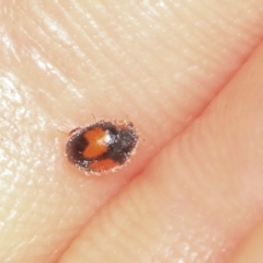 Diomus notescens (Little two-spotted ladybird) at Magpie Hill Park, Lyneham - 16 Apr 2024 by AlisonMilton