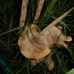 Unidentified Cap on a stem; gills below cap [mushrooms or mushroom-like] at QPRC LGA - 15 Apr 2024 by arjay