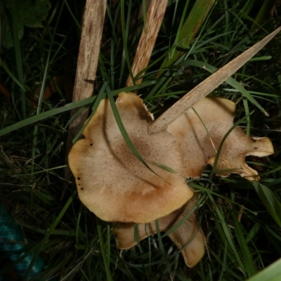 Armillaria luteobubalina at Charleys Forest, NSW - 15 Apr 2024 by arjay