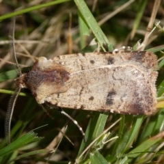 Agrotis porphyricollis (Variable Cutworm) at QPRC LGA - 15 Apr 2024 by arjay