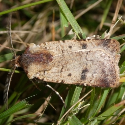 Agrotis porphyricollis (Variable Cutworm) at Charleys Forest, NSW - 15 Apr 2024 by arjay