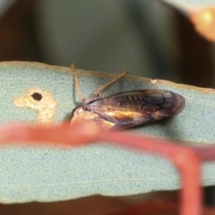 Brunotartessus fulvus (Yellow-headed Leafhopper) at Magpie Hill Park, Lyneham - 16 Apr 2024 by AlisonMilton