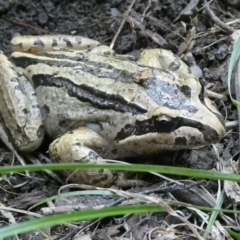 Limnodynastes peronii (Brown-striped Frog) at Charleys Forest, NSW - 15 Apr 2024 by arjay