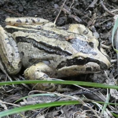 Limnodynastes peronii (Brown-striped Frog) at QPRC LGA - 15 Apr 2024 by arjay