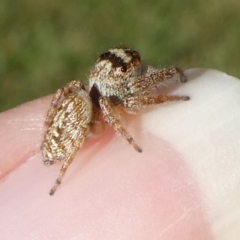 Opisthoncus grassator (Jumping spider) at Charleys Forest, NSW - 15 Apr 2024 by arjay