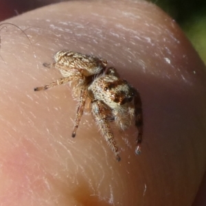 Opisthoncus grassator at QPRC LGA - 15 Apr 2024