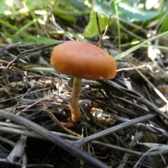 Leratiomcyes ceres (Red Woodchip Fungus) at QPRC LGA - 12 Apr 2024 by arjay