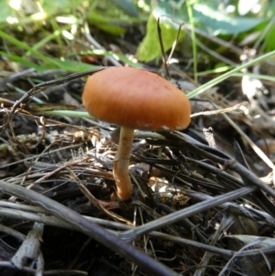 Leratiomyces ceres (Red Woodchip Fungus) at QPRC LGA - 12 Apr 2024 by arjay