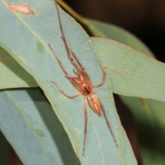 Cheiracanthium gracile (Slender sac spider) at Lyneham, ACT - 16 Apr 2024 by AlisonMilton