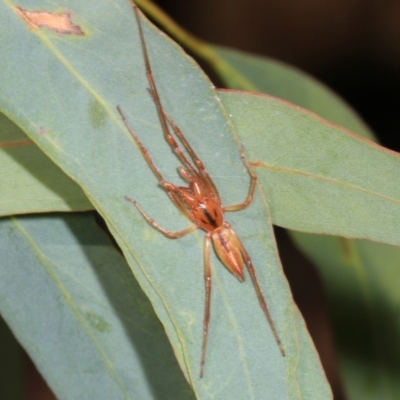 Cheiracanthium gracile (Slender sac spider) at Magpie Hill Park, Lyneham - 16 Apr 2024 by AlisonMilton