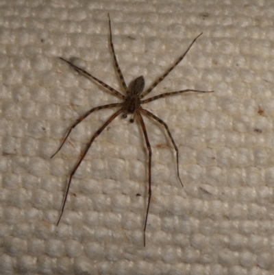 Unidentified Spider (Araneae) at Charleys Forest, NSW - 9 Apr 2024 by arjay