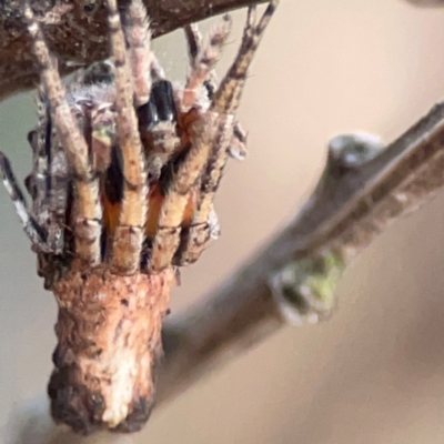 Poltys sp. (genus) at QPRC LGA - 17 Apr 2024 by Hejor1